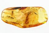 Rare Fossil Awl-Fly (Xylophagidae) & Leafhopper Nymph In Baltic Amber #339452-1